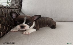 Frenchton dogs for sale: Jenna - Image 5