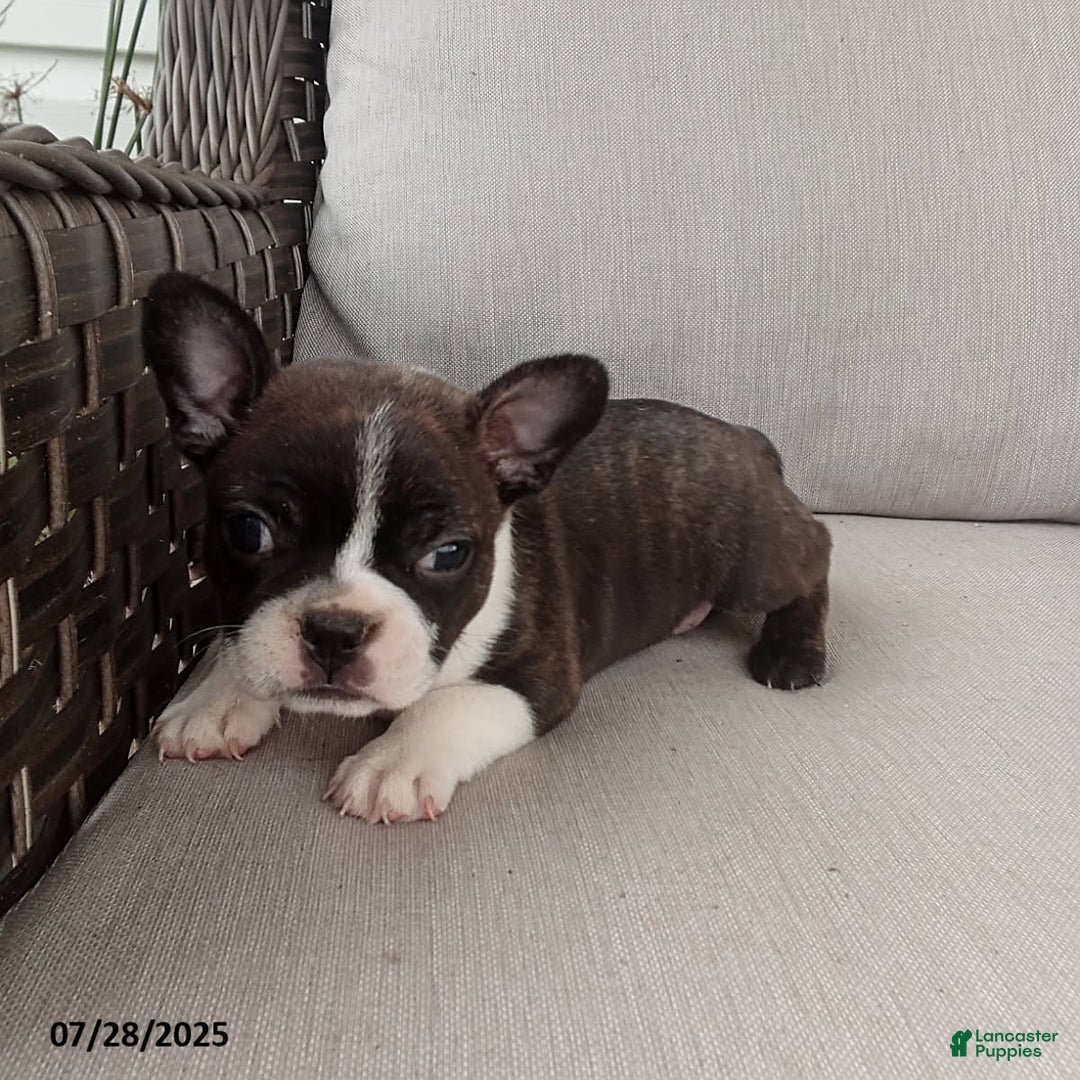 Frenchton dogs for sale: Jenna - Image 5