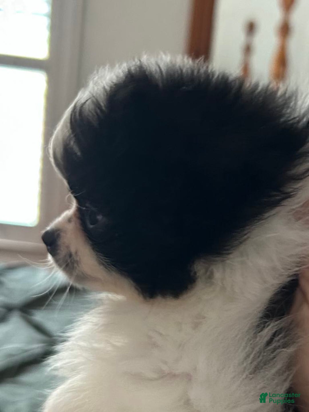 Pomeranian dogs for sale: Lexi Black - Image 6