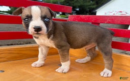 Boxer dogs for sale: Patrick - Image 3