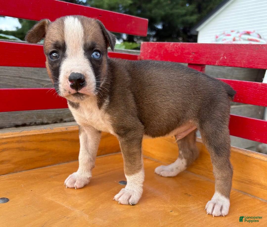 Boxer dogs for sale: Patrick - Image 3