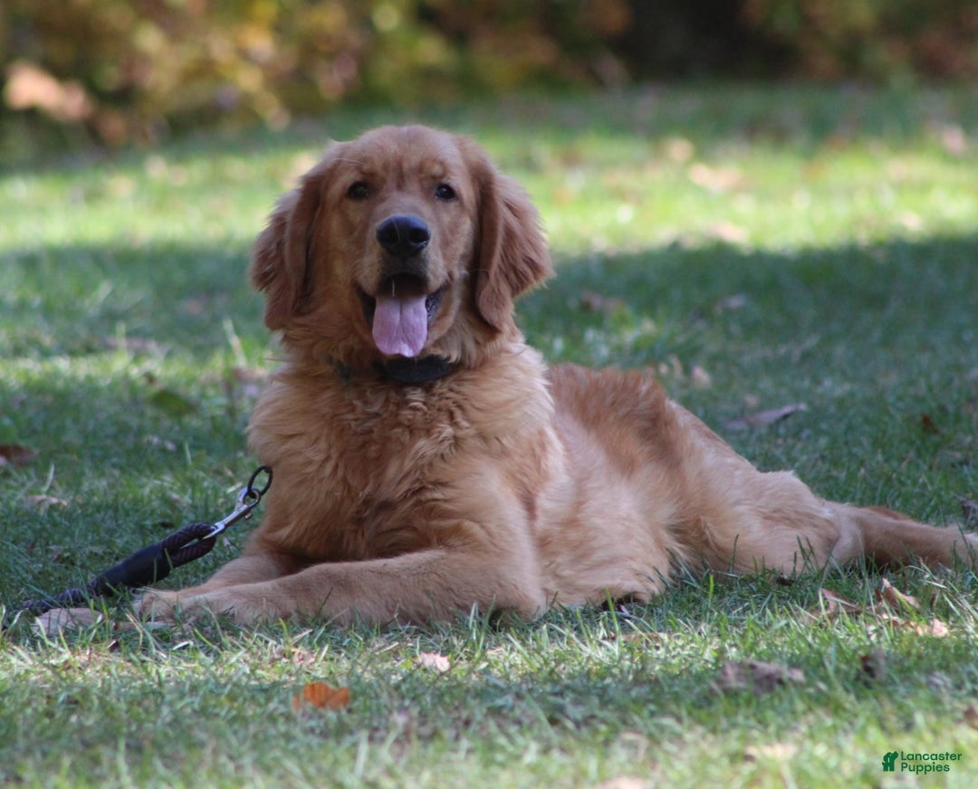 Golden Retriever dogs for sale: Hunter - Image 11