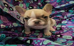 French Bulldog dogs for sale: April - Image 3