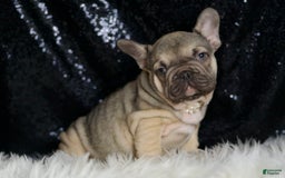 French Bulldog dogs for sale: Almond - Image 8