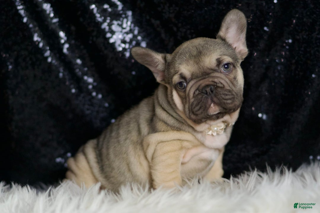 French Bulldog dogs for sale: Almond - Image 8