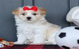 Maltipoo dogs for sale: Rubble - Image 17
