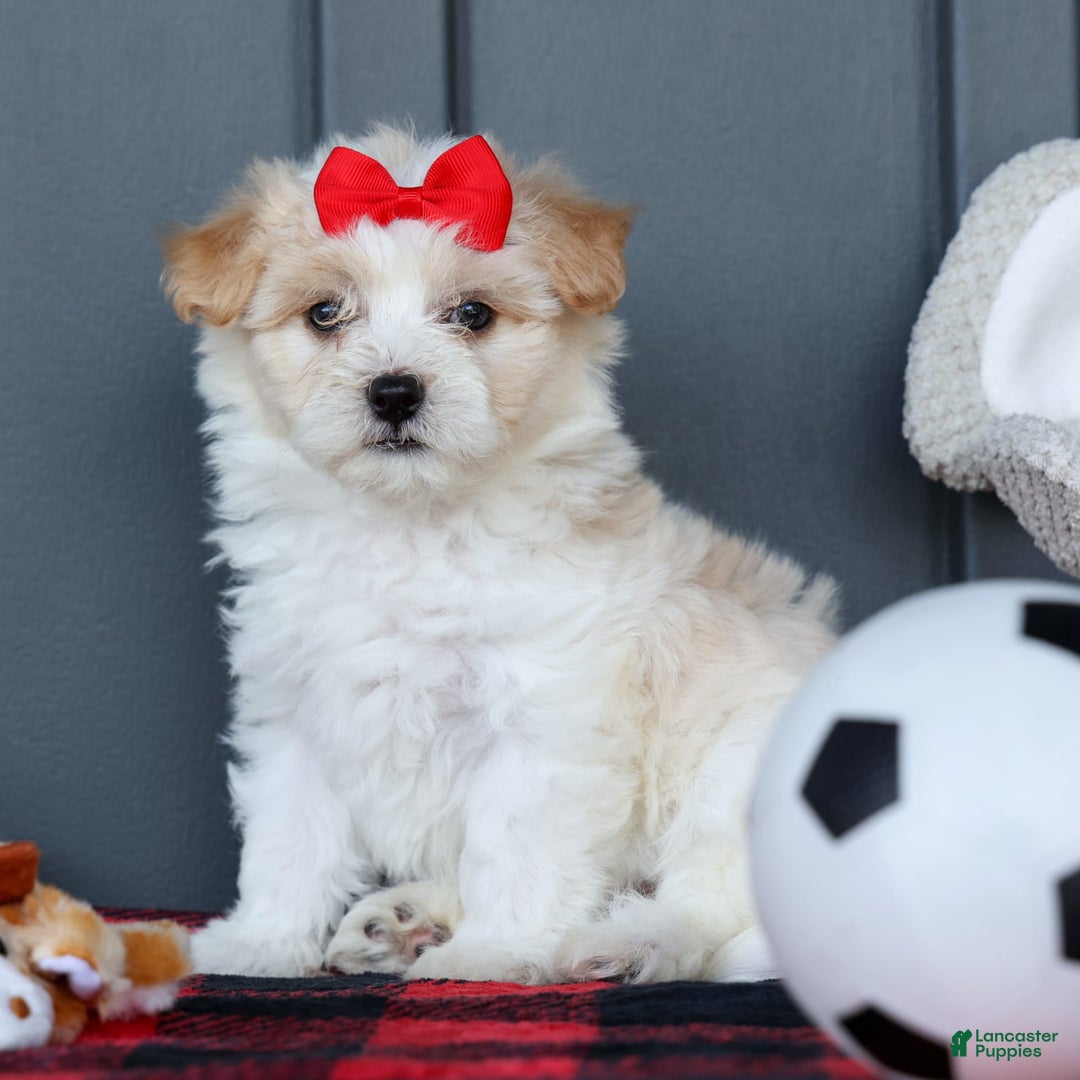 Maltipoo dogs for sale: Rubble - Image 17