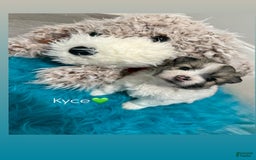 Pomeranian dogs for sale: Kyce - Image 1
