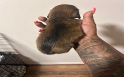 Miniature Dachshund dogs for sale: Hottie - Image 2