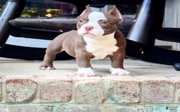 American Bully dogs for sale: Reign - Image 4