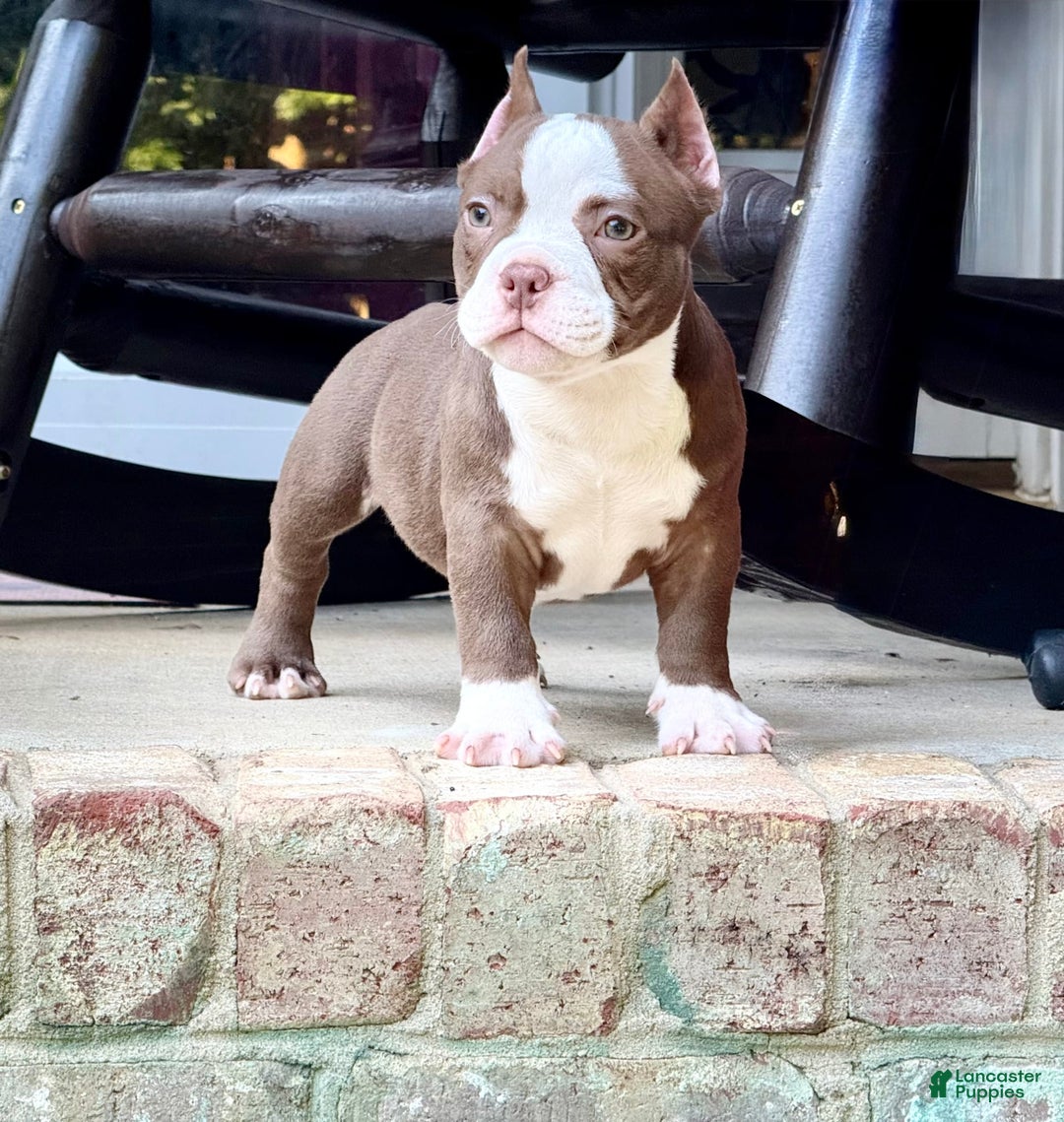 American Bully dogs for sale: Reign - Image 4