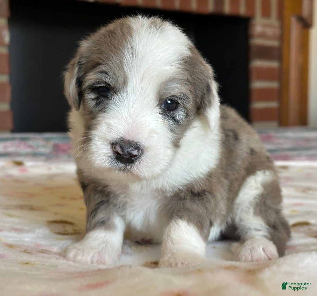 Sheepadoodle dogs for sale: Wilma - Image 13