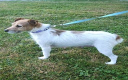 Jack Russell Terrier dogs for sale: Gilbert - Image 5