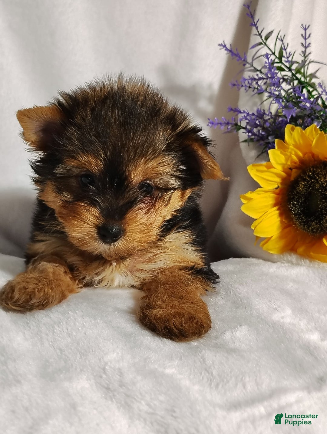 Yorkshire Terrier dogs for sale: Seraphina - Image 4