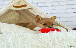 Welsh Corgi Pembroke dogs for sale: Garrett - Image 5