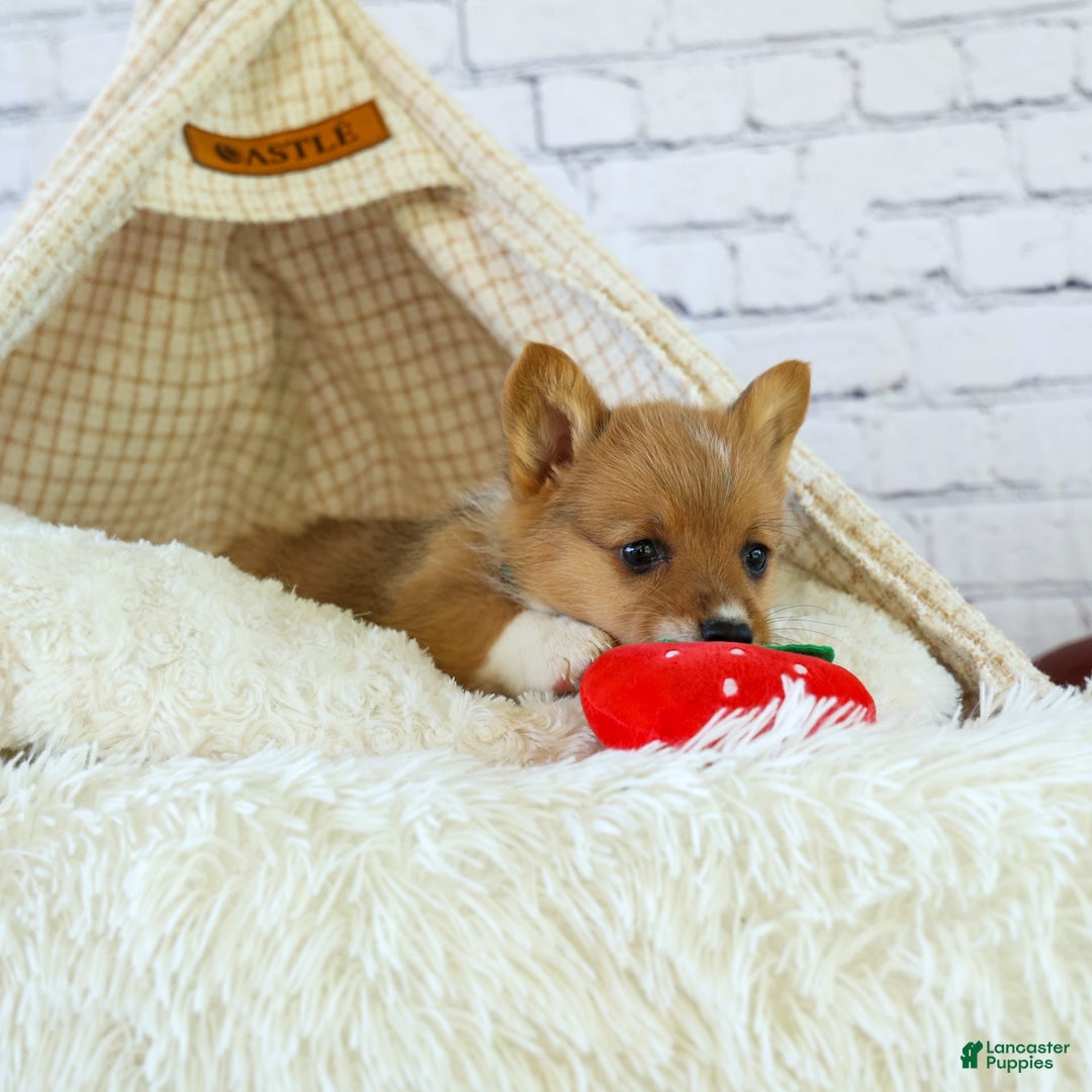 Welsh Corgi Pembroke dogs for sale: Garrett - Image 5
