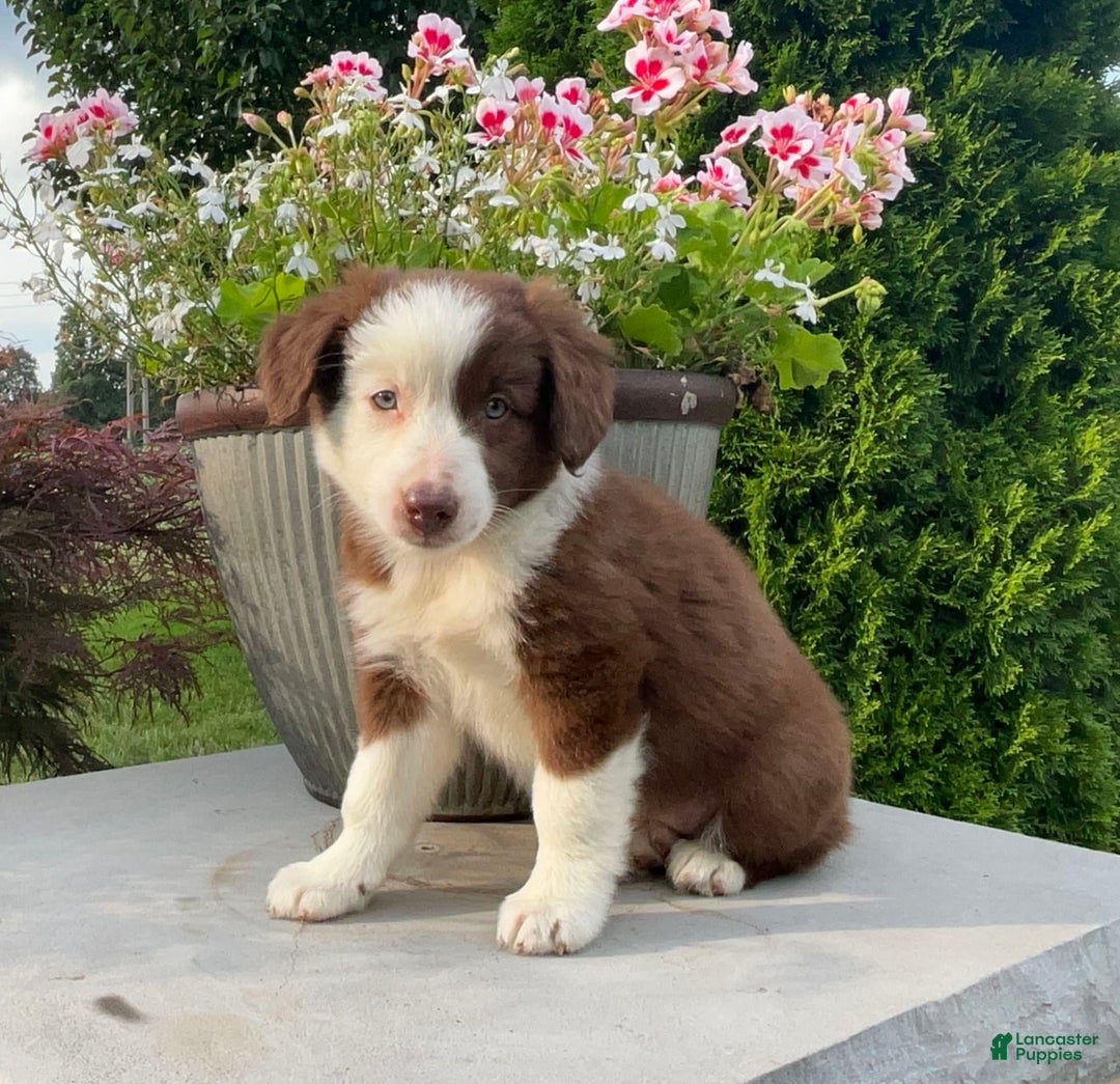 Australian Shepherd dogs for sale: Tootsie - Image 1