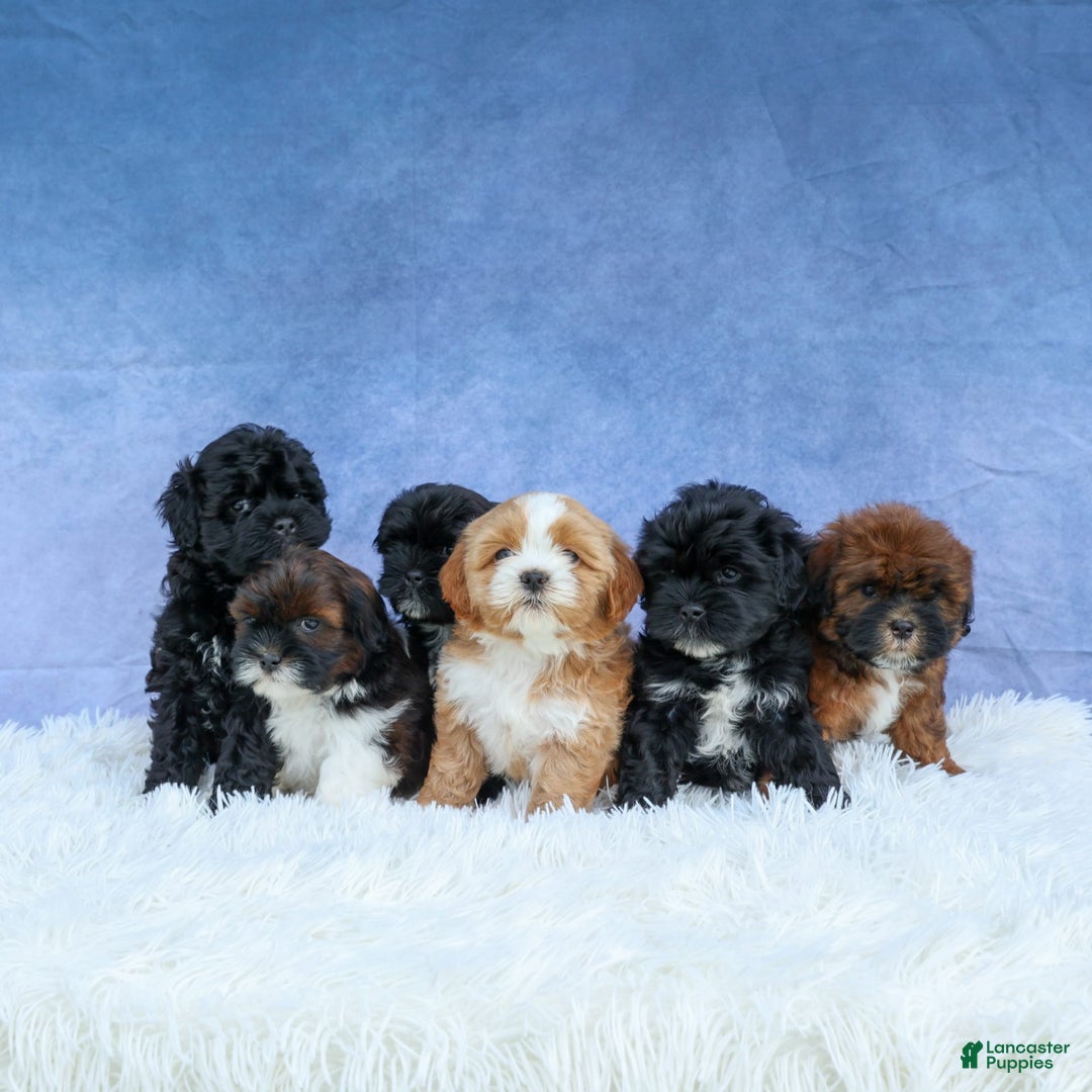 Shihpoo dogs for sale: Kia - Image 5