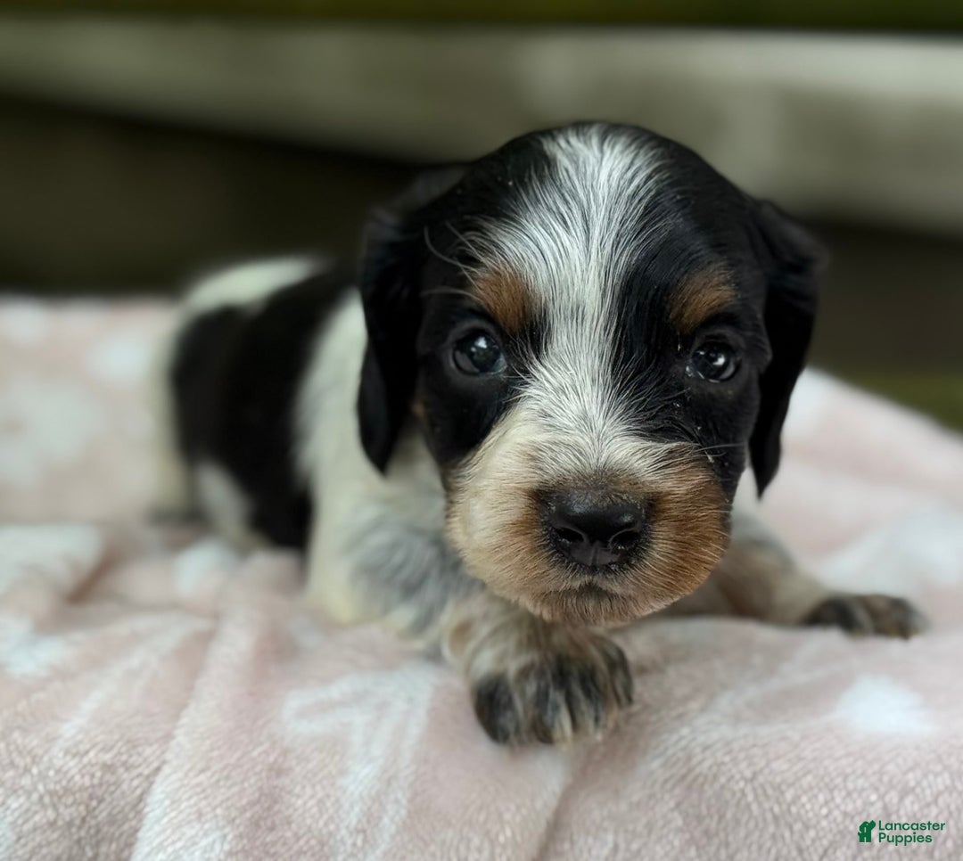 Miniature Dachshund dogs for sale: Dasher - Image 6