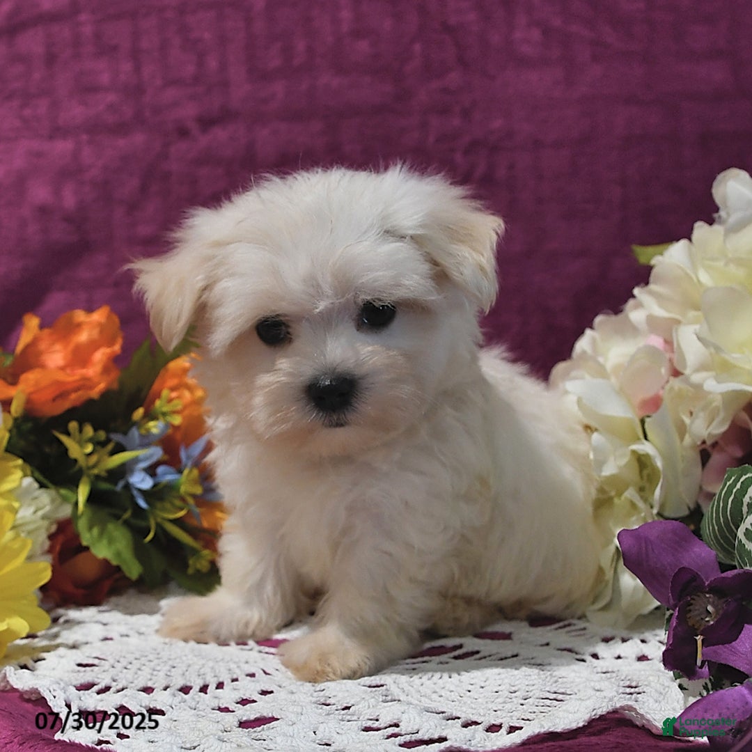 Maltese dogs for sale: Gage - Image 4