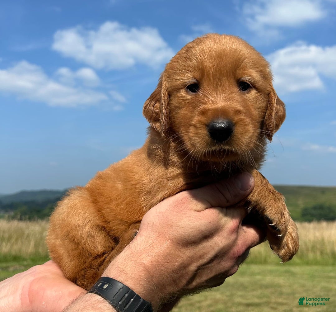 Golden Retriever dogs for sale: Fin - Image 12
