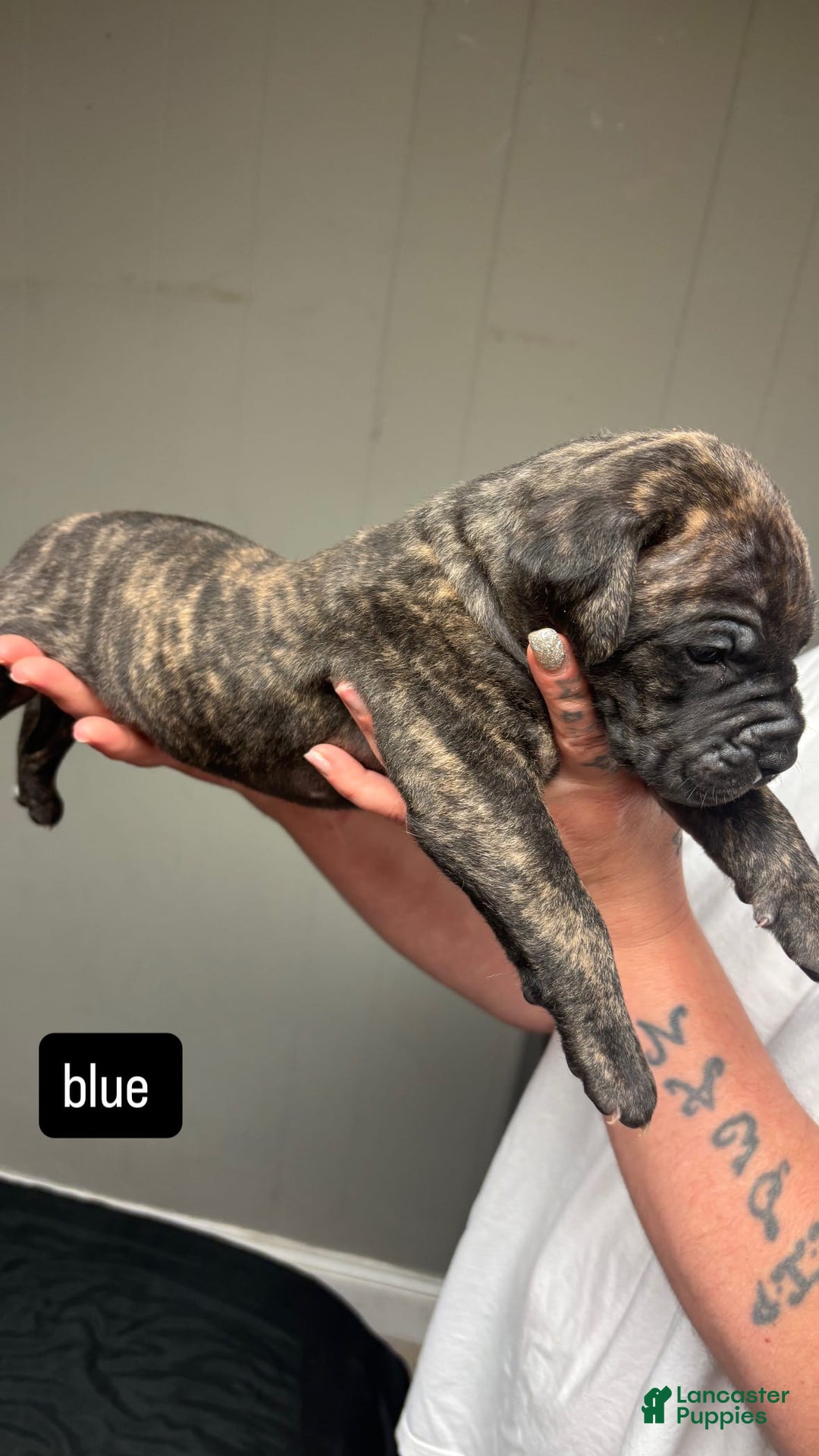 Cane Corso dogs for sale: Blue - Image 3