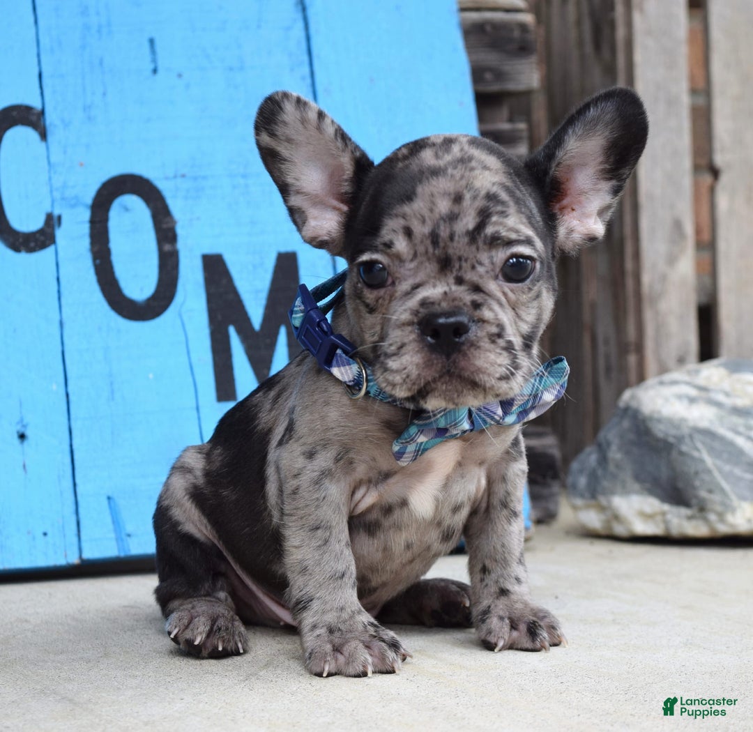 French Bulldog dogs for sale: Fletcher - Image 5