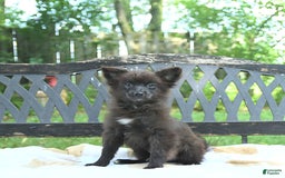 Pomeranian dogs for sale: Tinker - Image 1