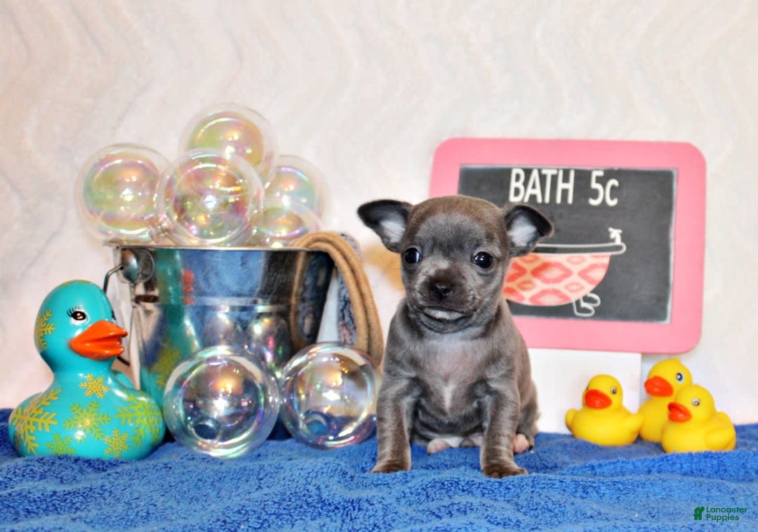Chihuahua dogs for sale: Zeno - Image 2