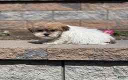Havanese dogs for sale: Felix - Image 3