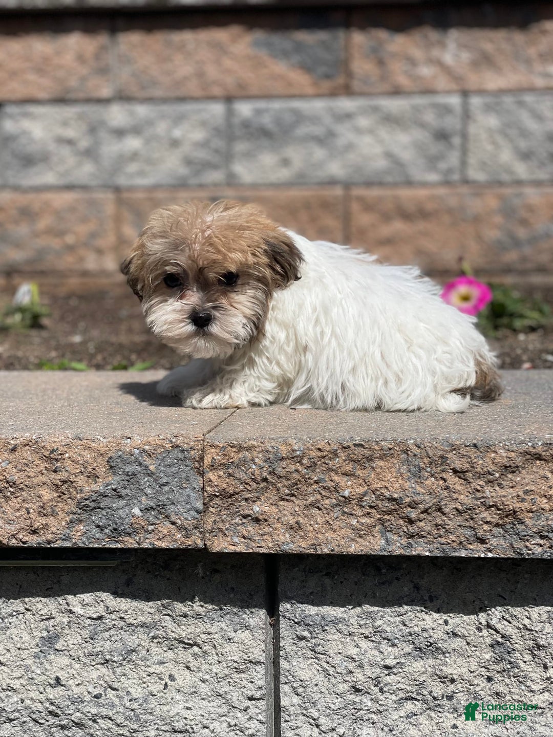 Havanese dogs for sale: Felix - Image 3