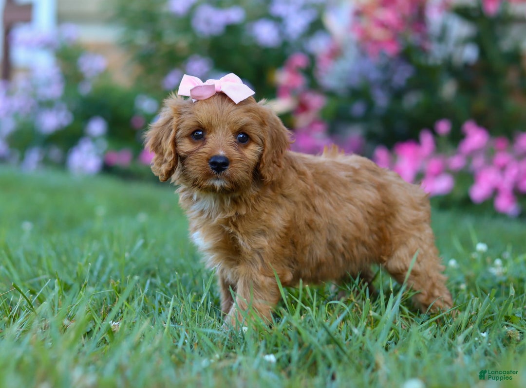 Cavapoo dogs for sale: Cavapoo 4 puppies - Image 17