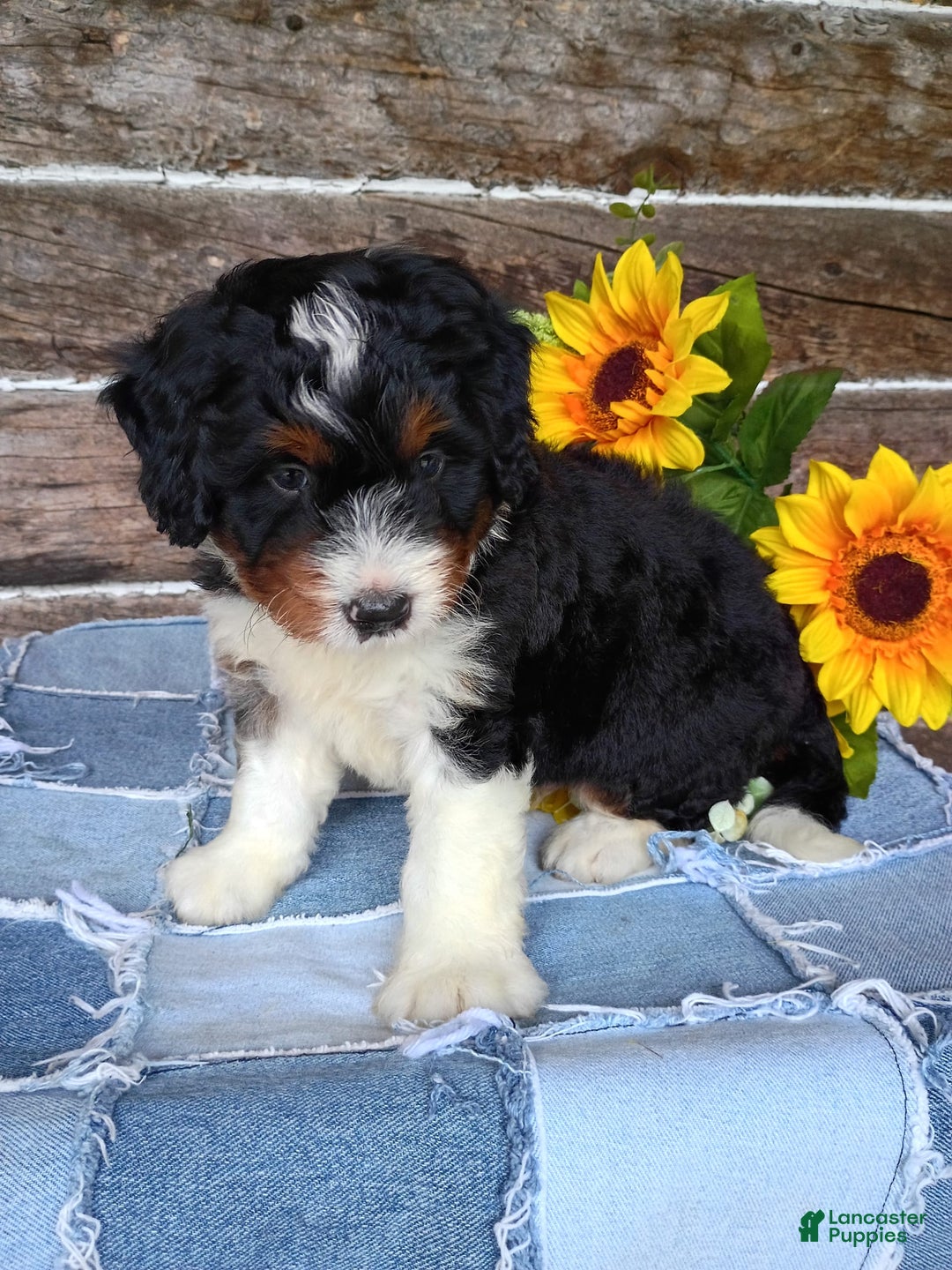 Mini Bernedoodle dogs for sale: Pizza - Image 6