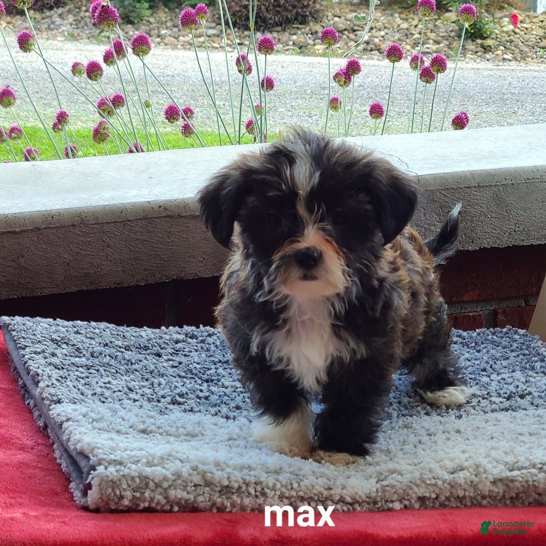 Shorkie dogs for sale: Max - Image 1