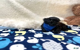 Morkie dogs for sale: Scottie - Image 7