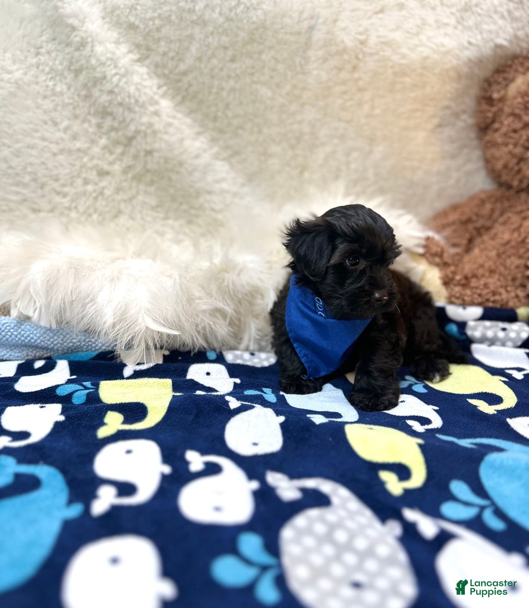 Morkie dogs for sale: Scottie - Image 7