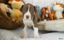Great Dane dogs for sale: Jack - Image 11