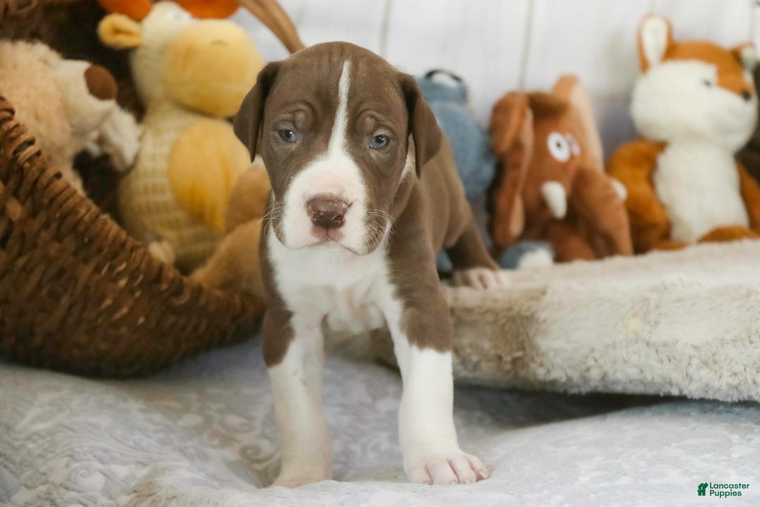 Great Dane dogs for sale: Jack - Image 11