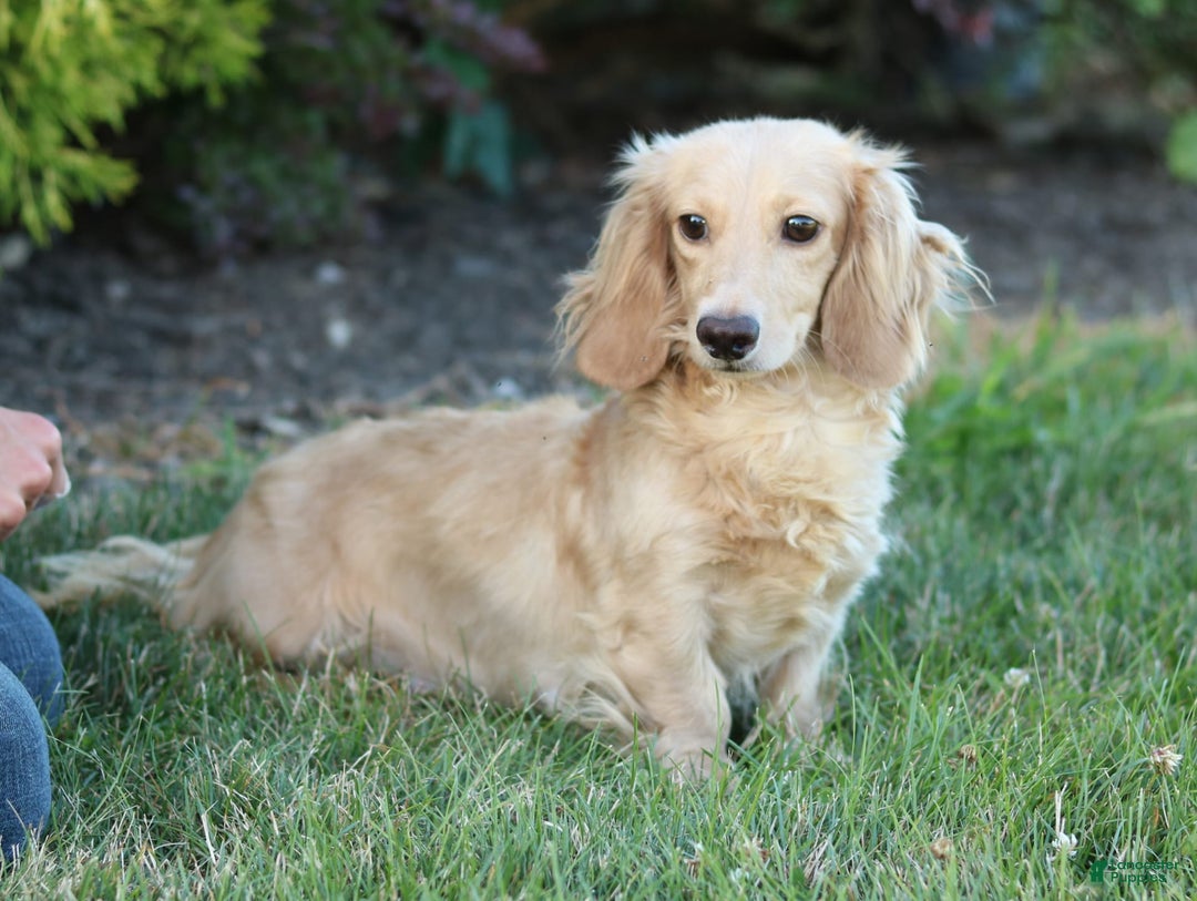 Miniature Dachshund dogs for sale: Wiggles - Image 3