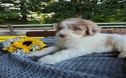 Newfypoo dogs for sale: Bailey - Image 4