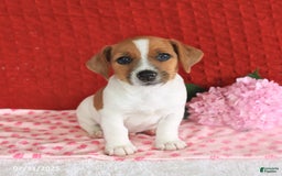 Jack Russell Terrier dogs for sale: Rusty - Image 2