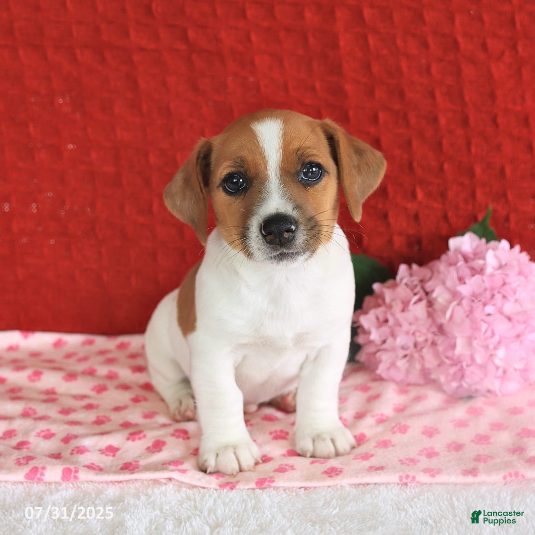 Jack Russell Terrier dogs for sale: Rusty - Image 2