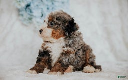 Mini Bernedoodle dogs for sale: Moe F1b - Image 4