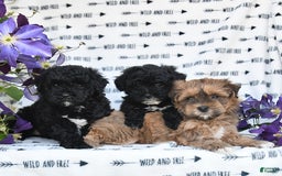 Havapoo dogs for sale: Snickers - Image 10
