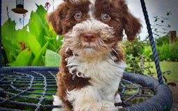 Havapoo dogs for sale: Dash - Image 3