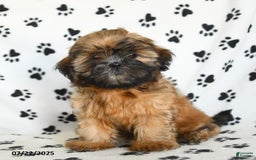 Shih Tzu dogs for sale: Leo - Image 8