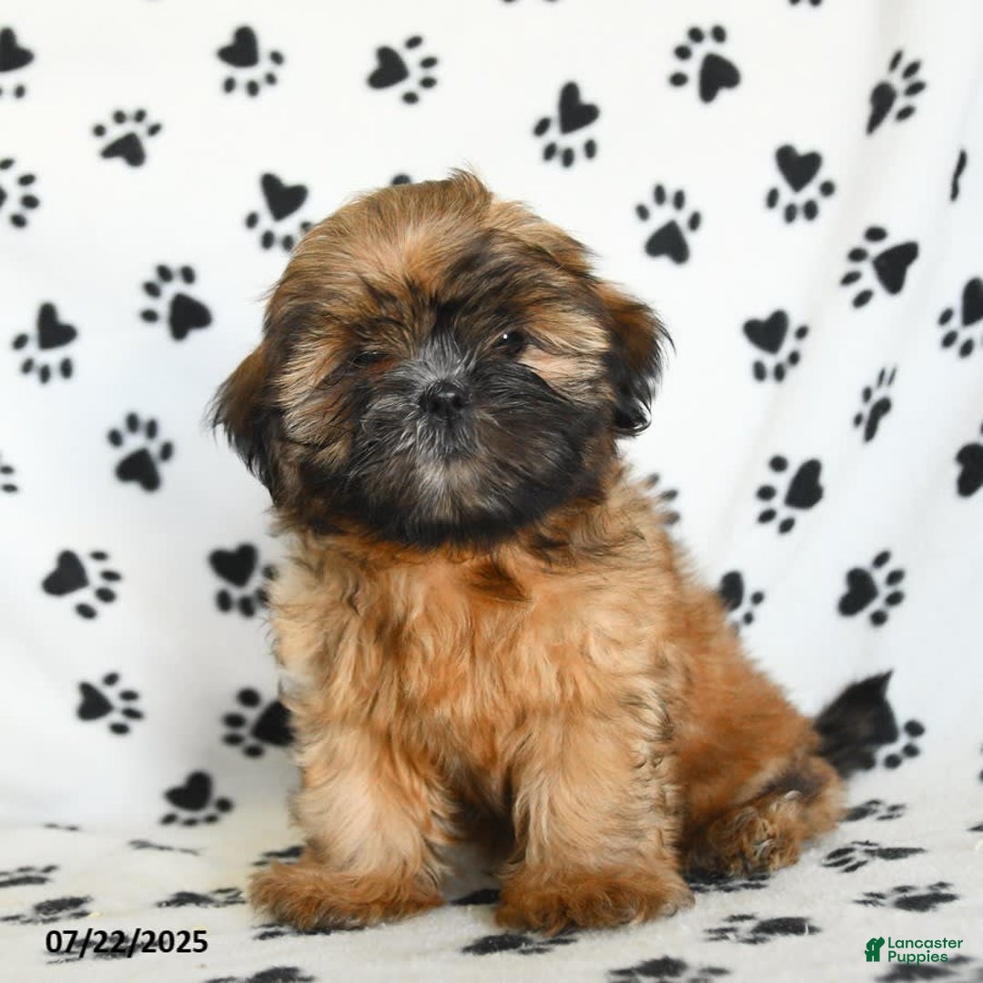 Shih Tzu dogs for sale: Leo - Image 8