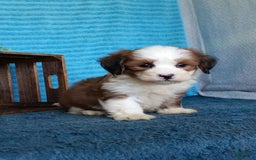 Havanese dogs for sale: Dolly - Image 10