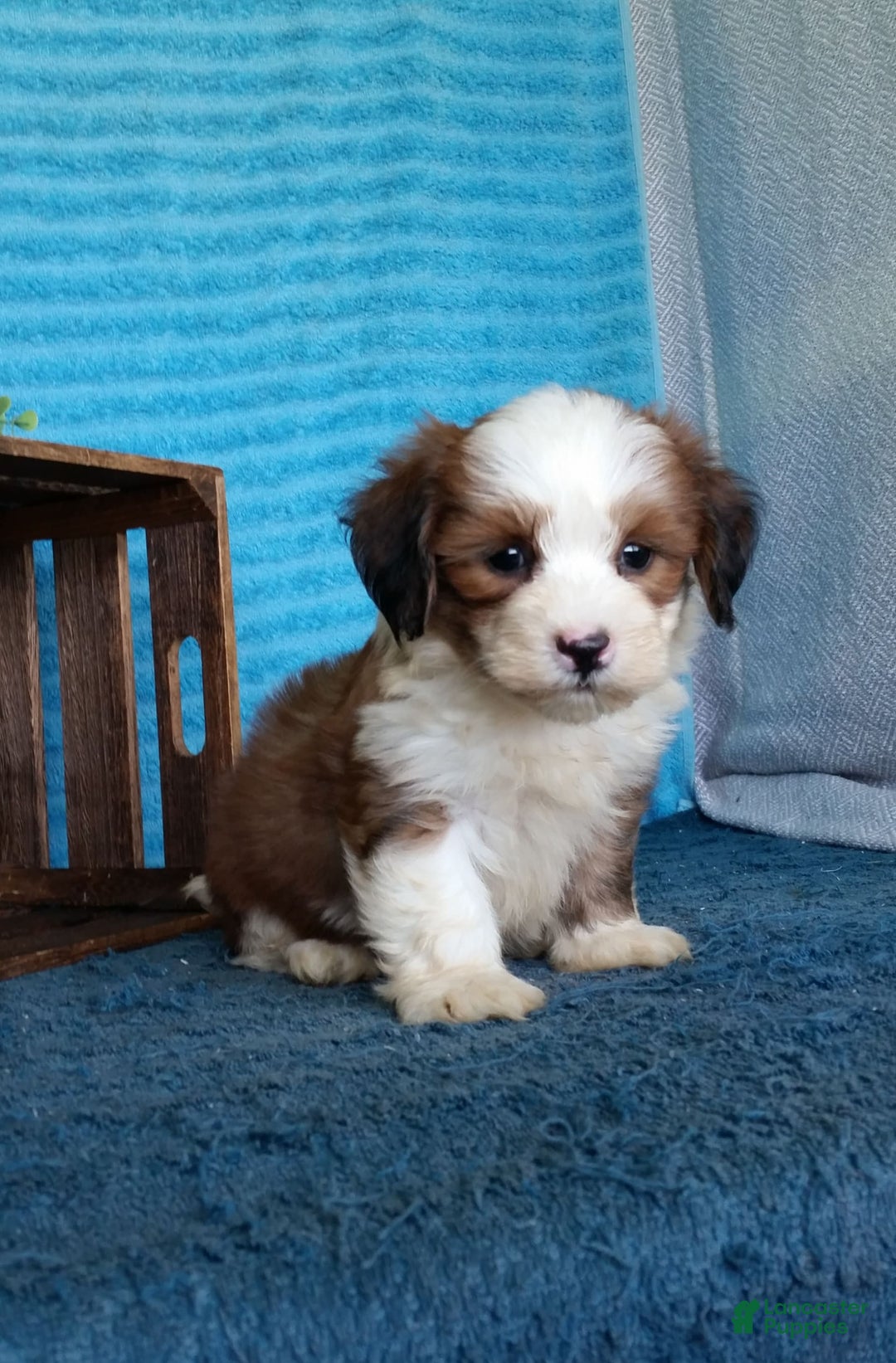 Havanese dogs for sale: Dolly - Image 10