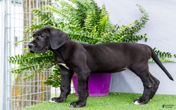 Great Dane dogs for sale: Krista - Image 18